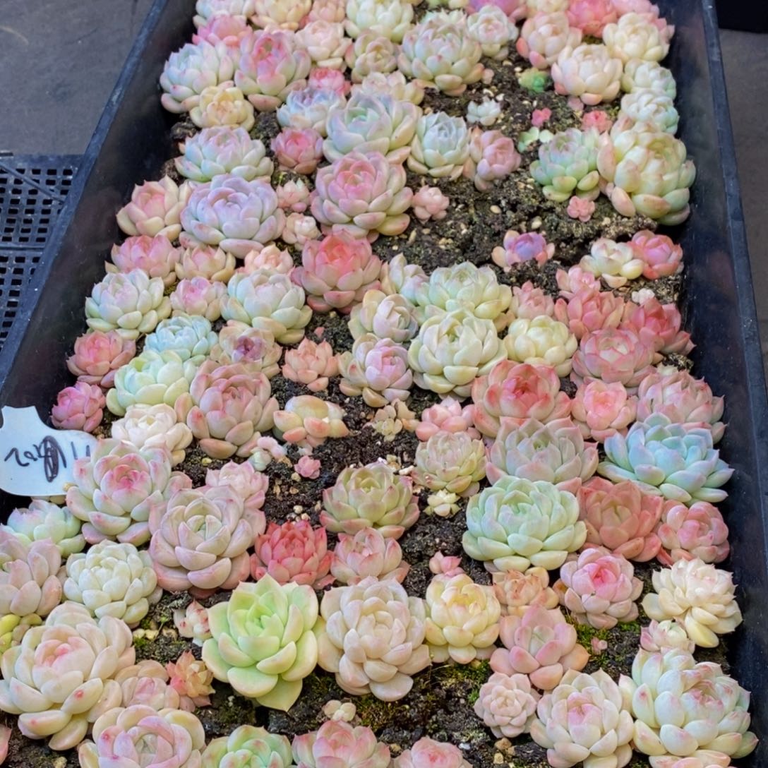 336多肉植物保护研究所所长助理