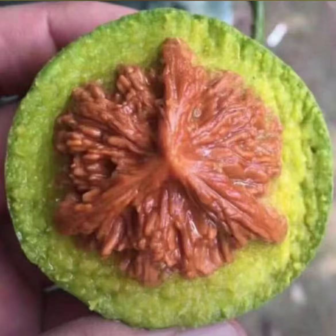 青皮代开不退不换