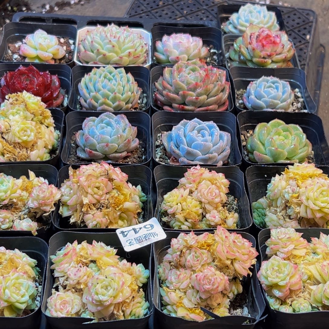 644的人在我这都不