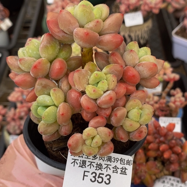 樱花洛神10cm353多肉