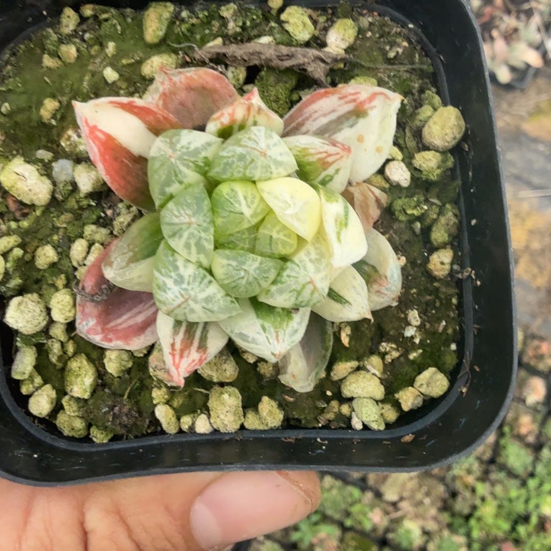 A****~多肉植物多肉植物