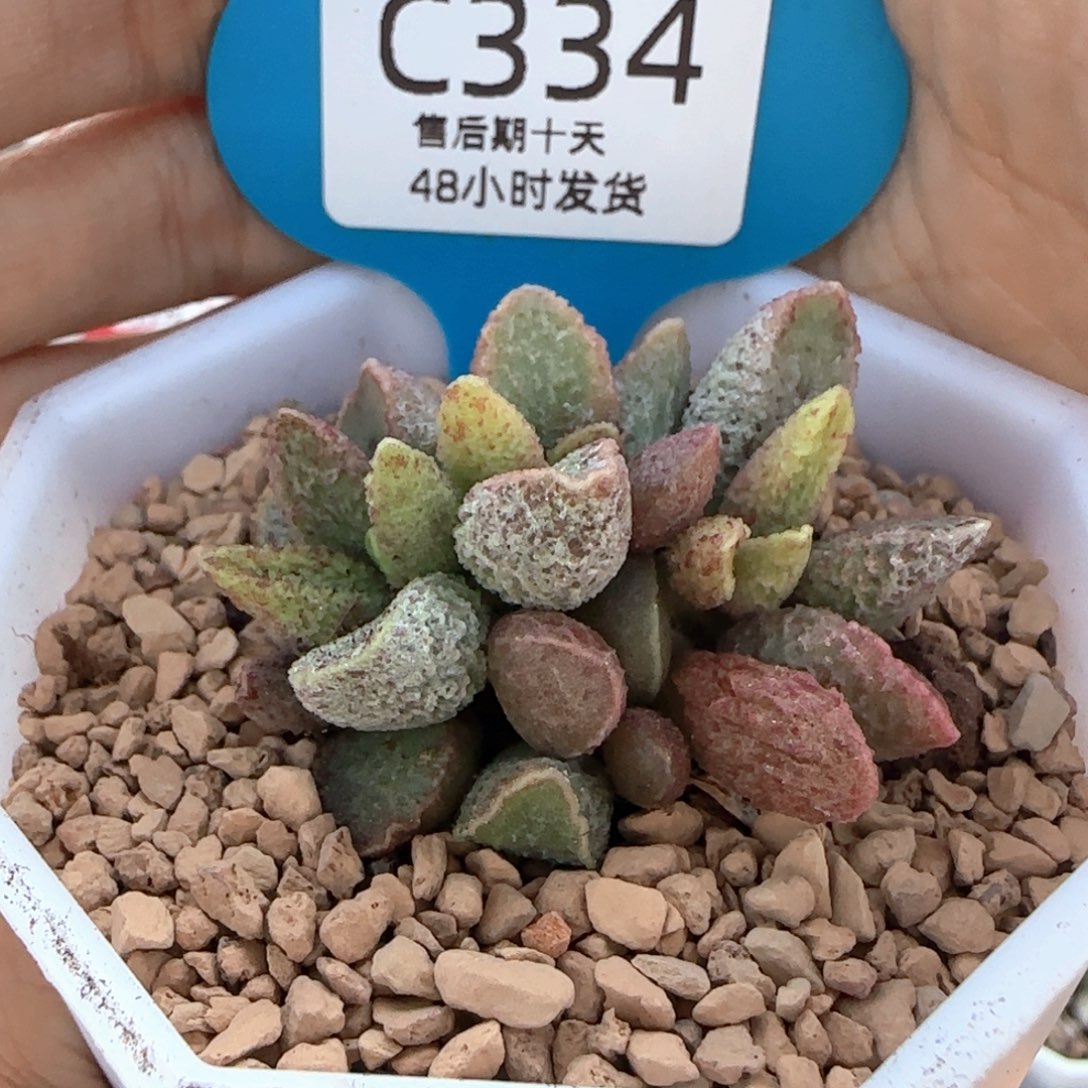 七彩仙女。     334。   
