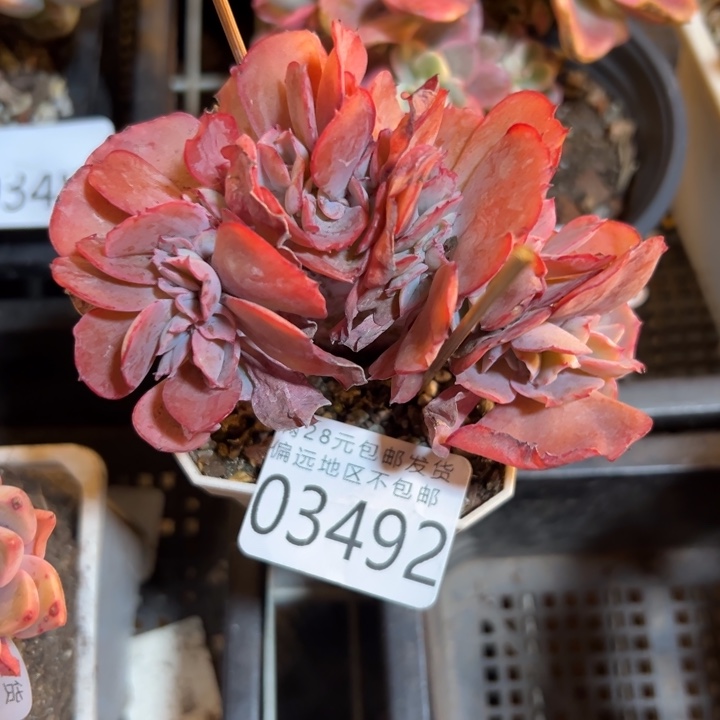 幸运儿是一位非常优秀