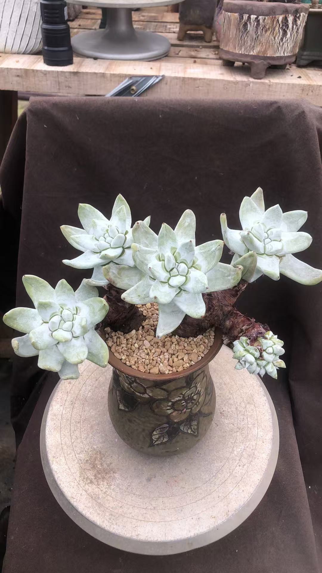 多肉植物 拇指造型老桩精控朵朵缀