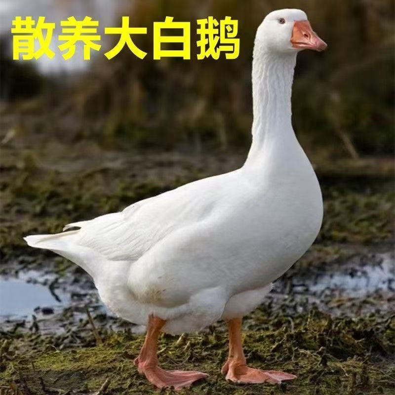 农家散养大白鹅青年鹅现宰现杀毛重14斤净重9-10斤 带内脏含心肝