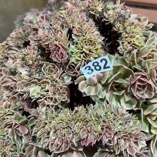 追***者多肉植物一个女巫382