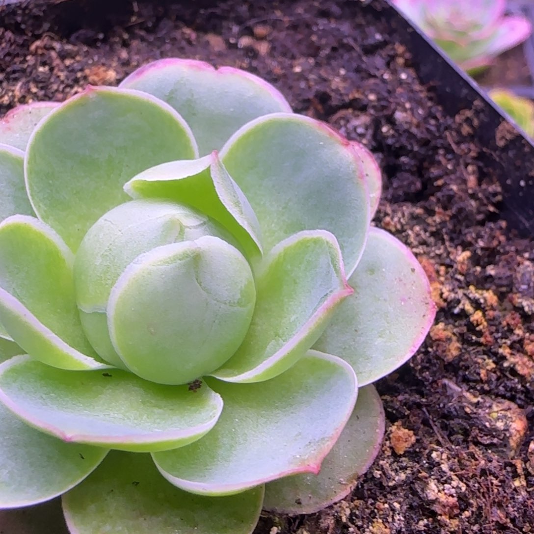 大**图4厘米包心玫瑰112442457686