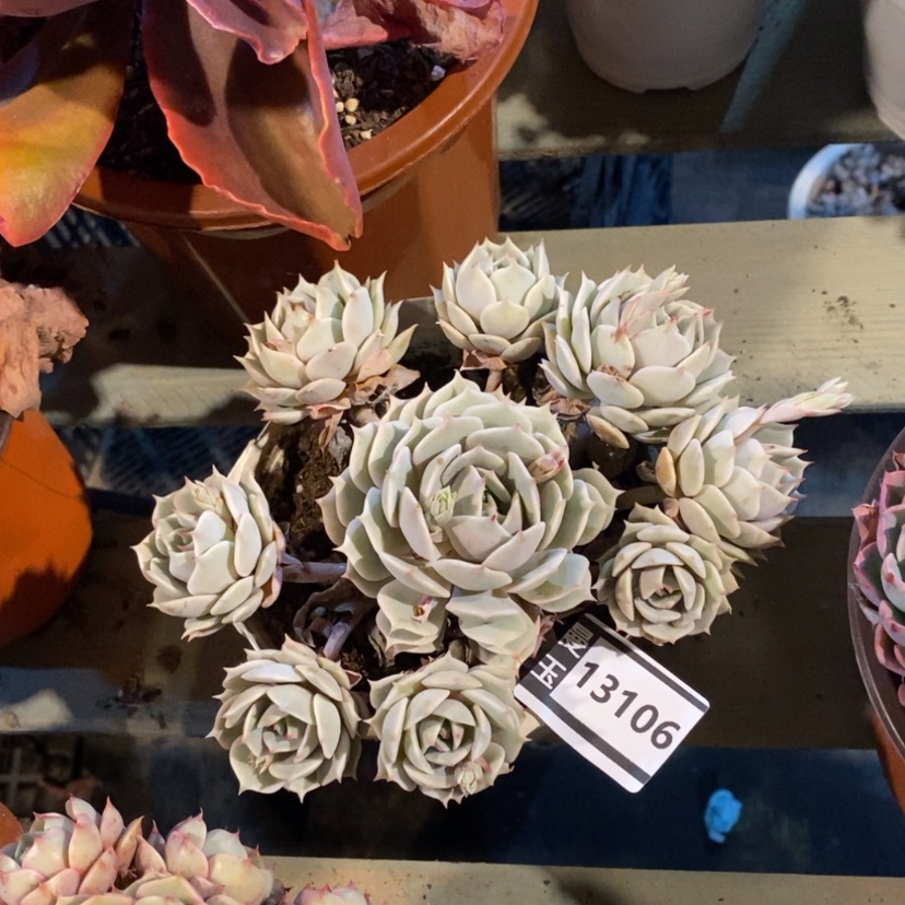 【闪购商品】露娜莲13106