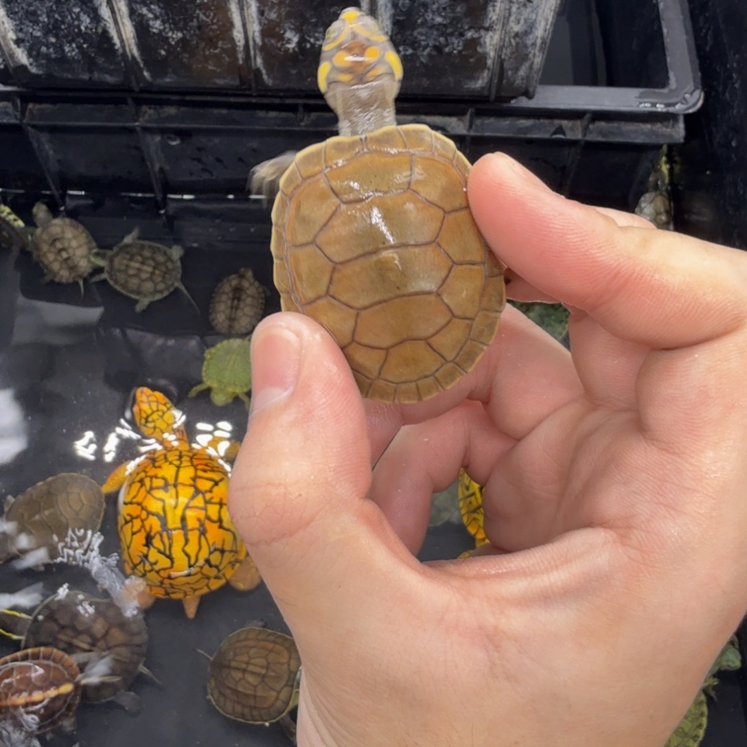 不分公母宠物龟黄头