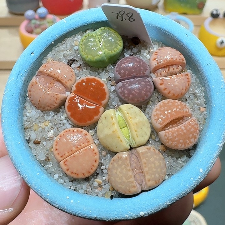 红陶蘑菇687彩拼