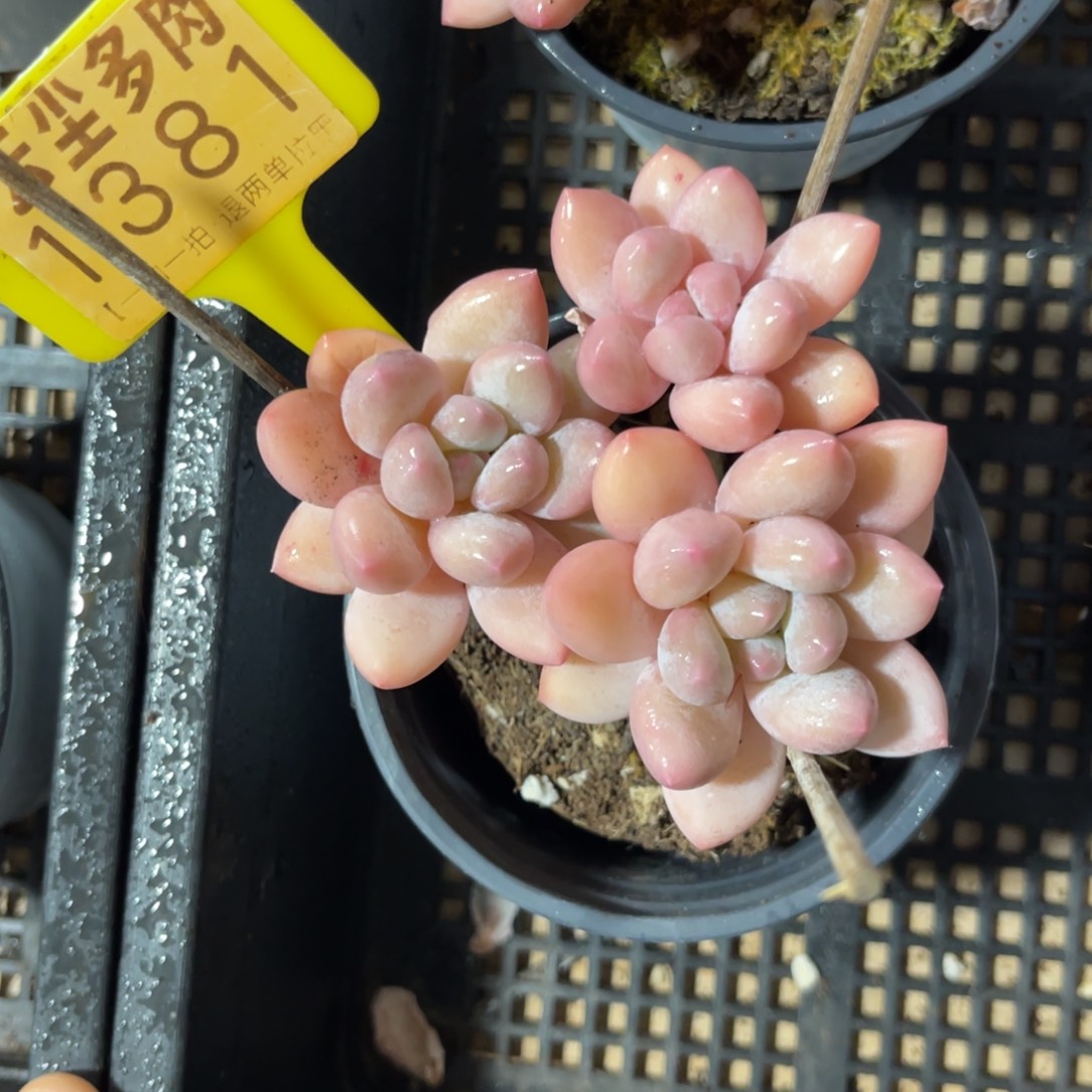聿***夏云尘多肉一物一拍1381