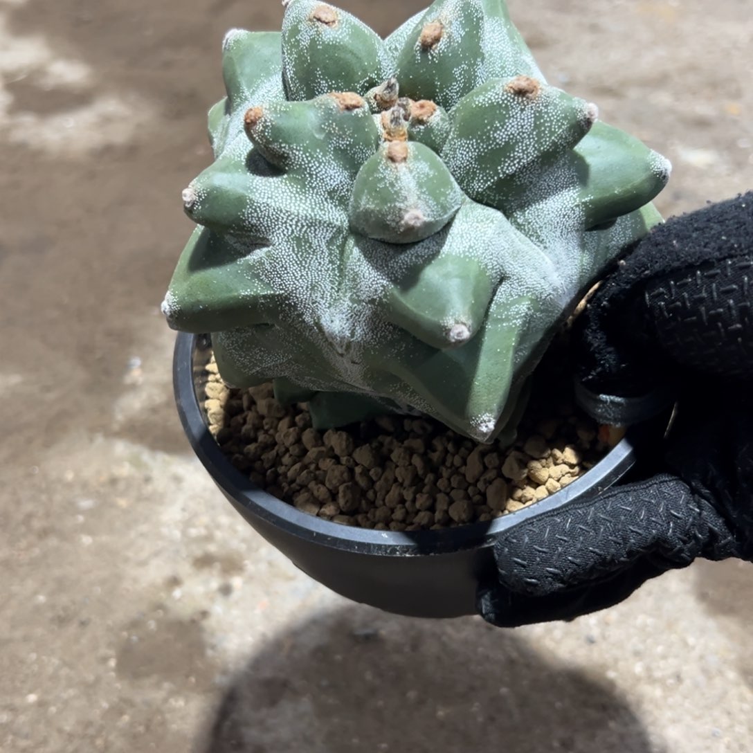 角尤麒麟Wwwwwwwwww www