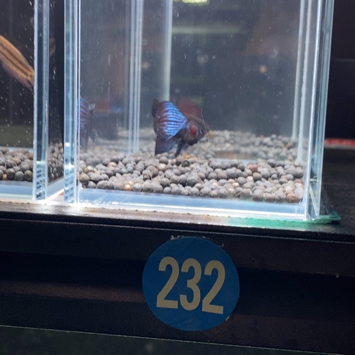 斗鱼泰国斗鱼232号