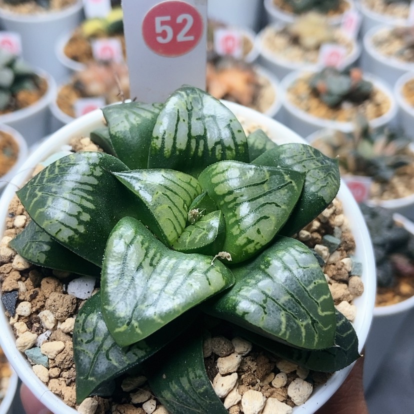 【闪购商品】52画皮