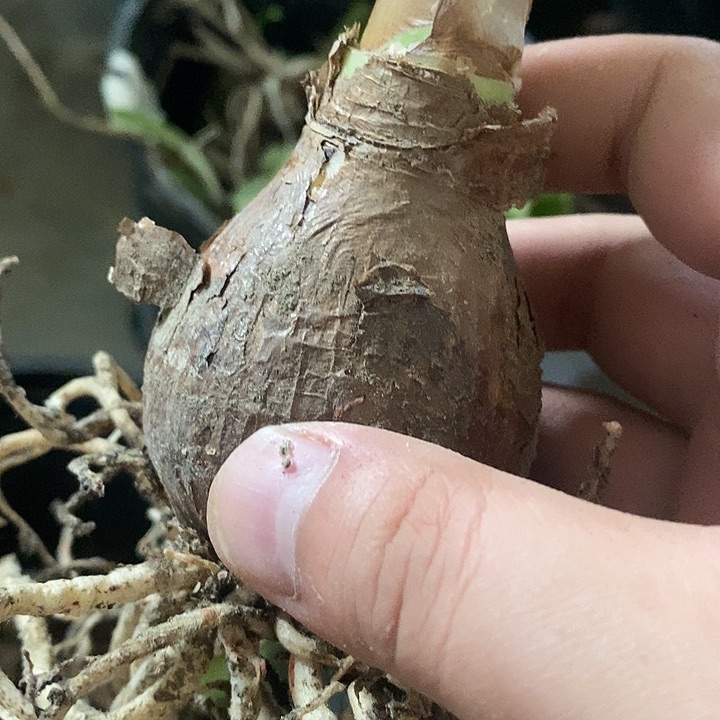 派比奥五公分以上开花球