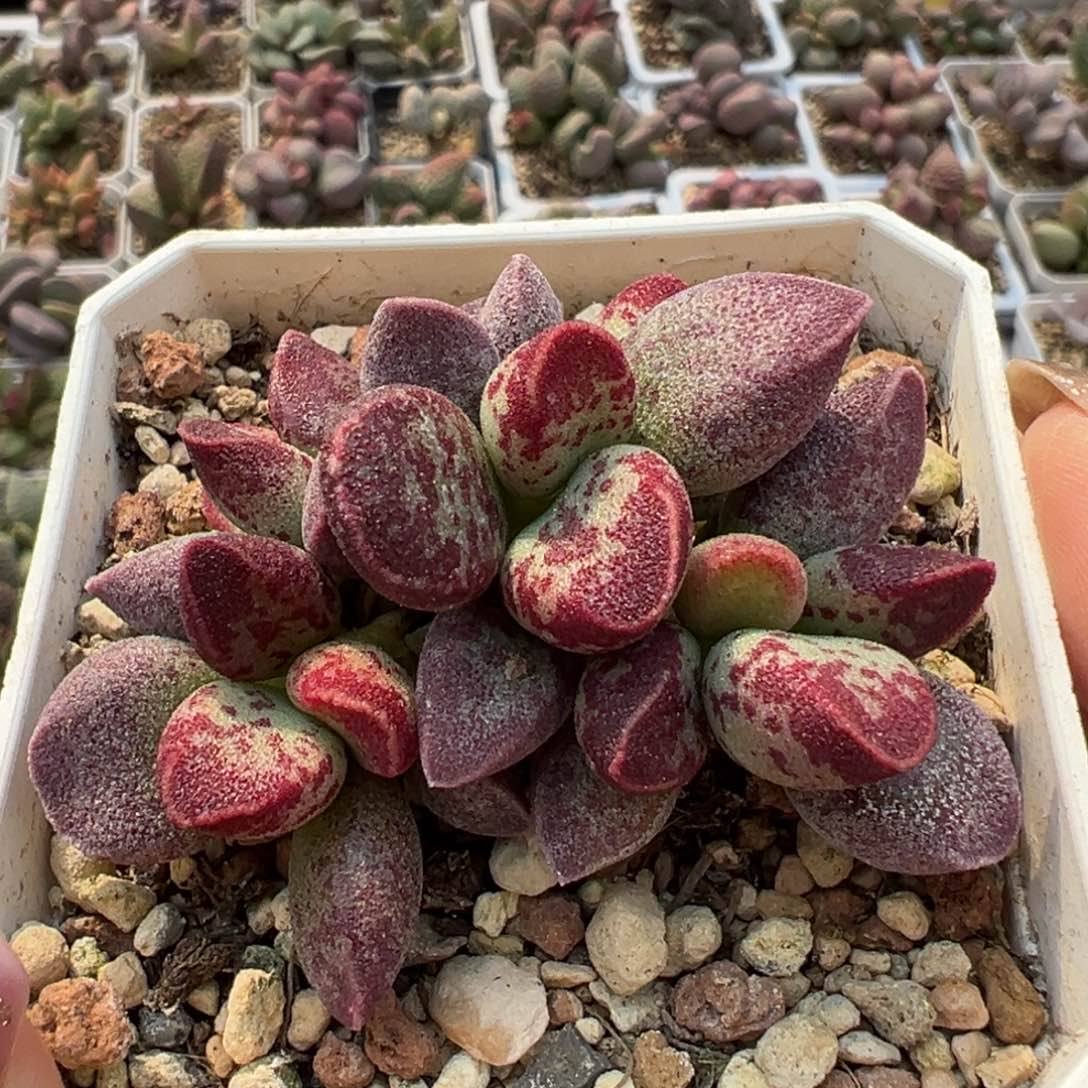 Av老桩多肉植物水泡