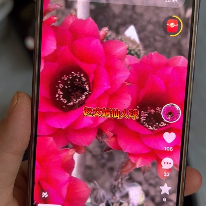 无花朵仙人球侧芽姬牡丹