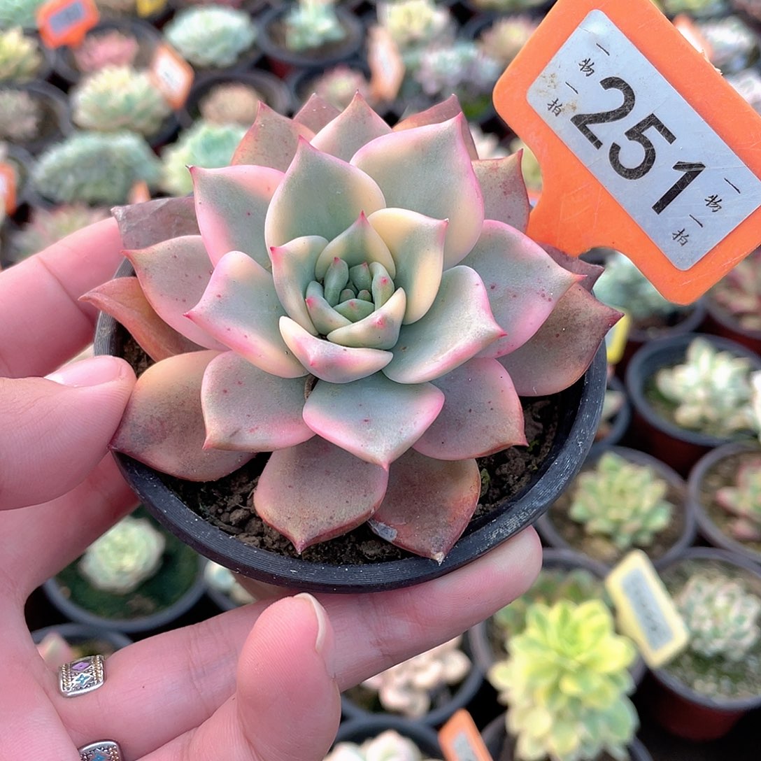 卡梅拉锦251号多肉