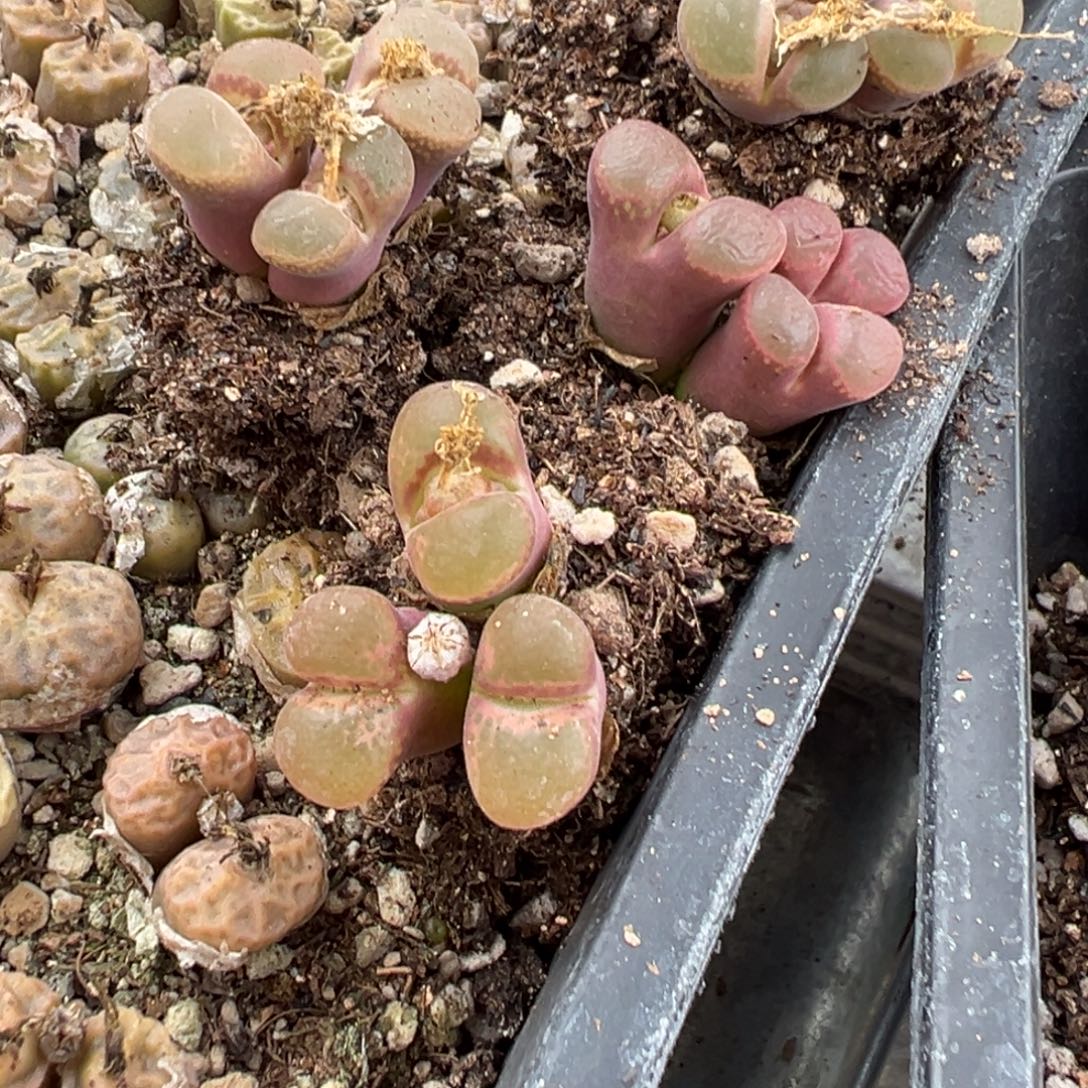 量拍3头日大红风铃一颗