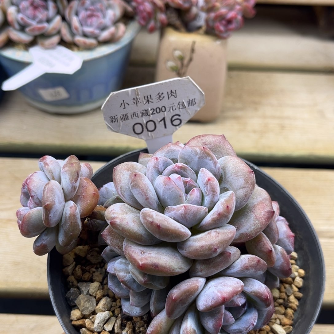 自然群016/11cm7头