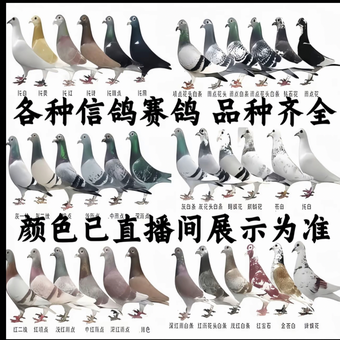 现挑现选信鸽种鸽异色鸽子