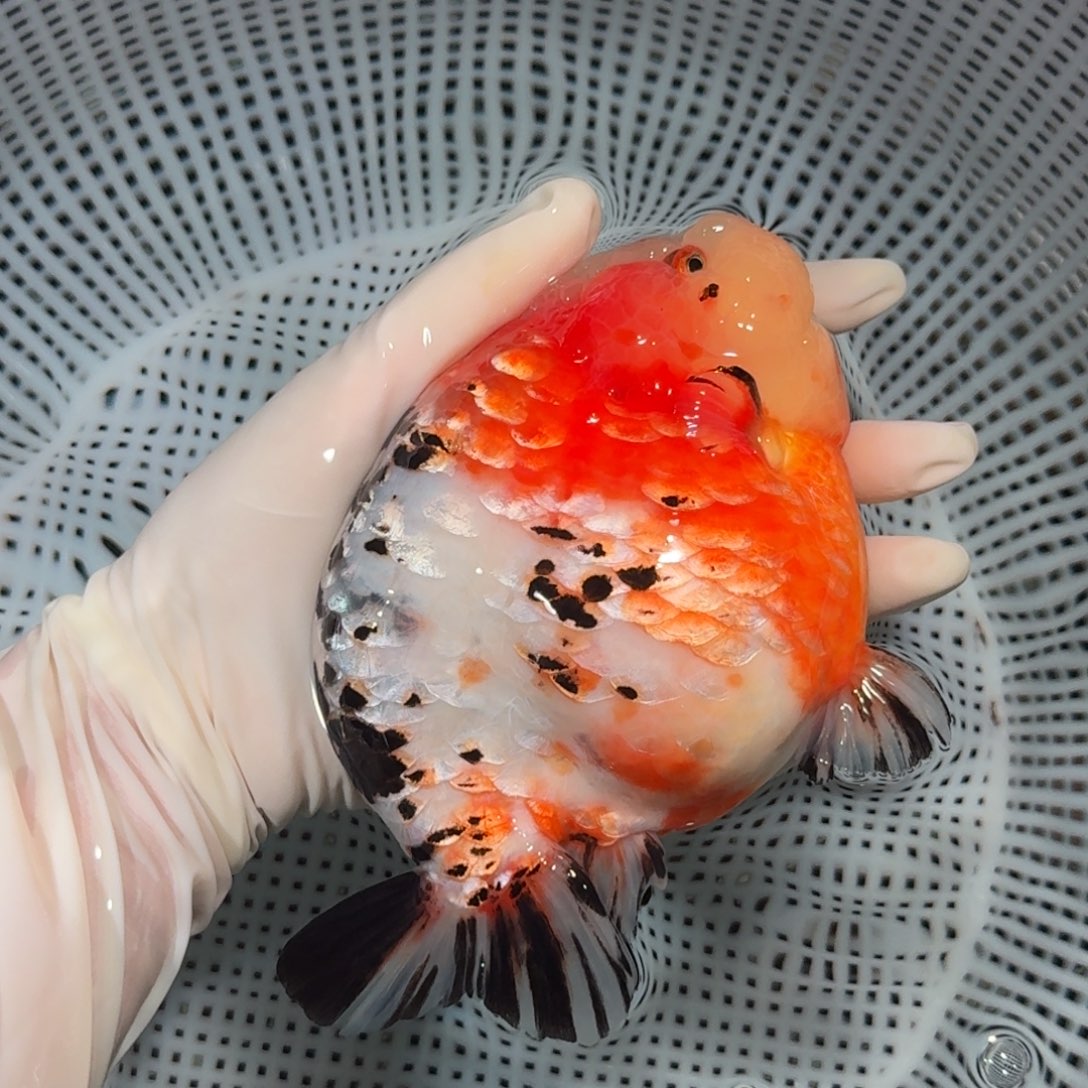金鱼大货兰寿金鱼