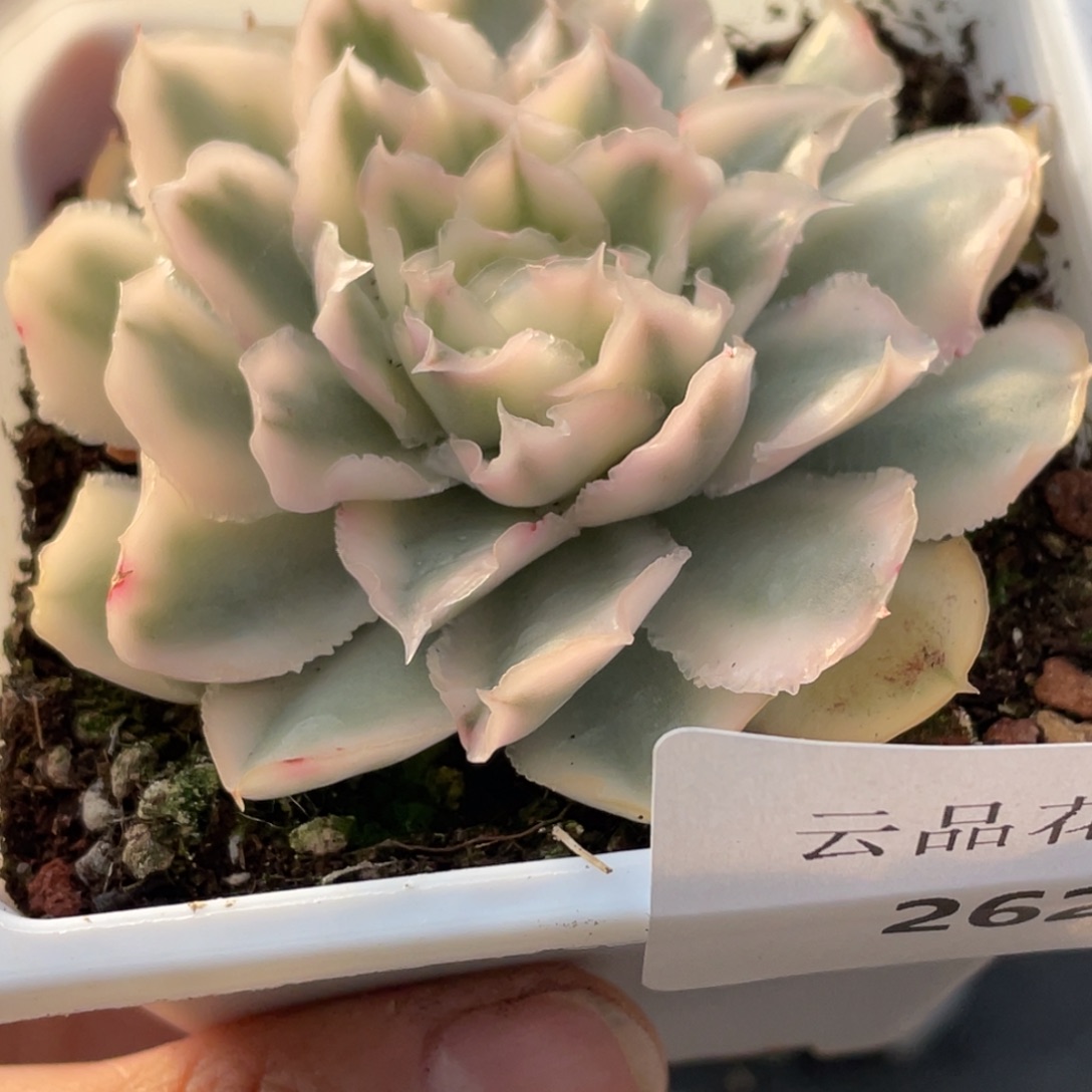 桃***呀262号糖心冰心珍妮 紫蝴蝶锦