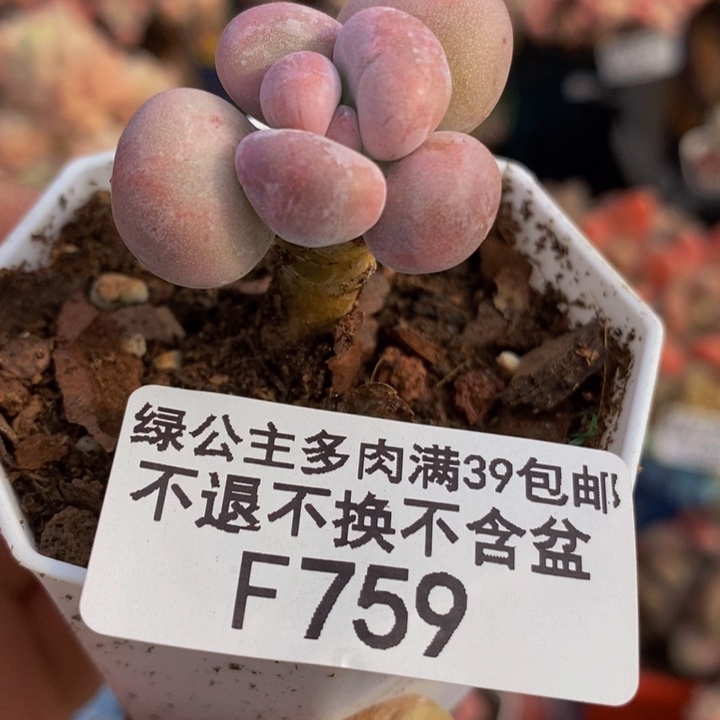 橙雪球单头759多肉植物