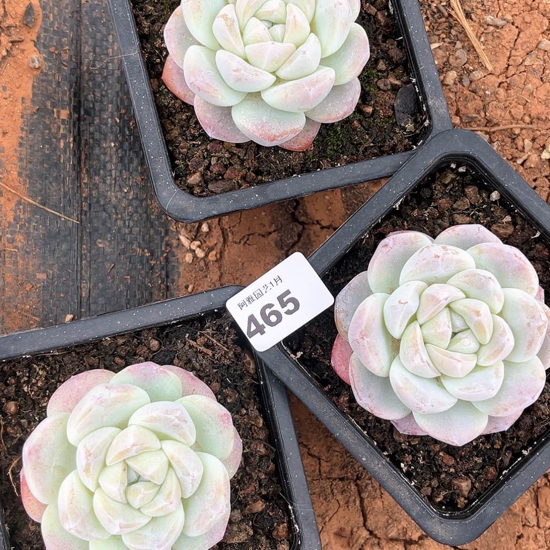 阿雅园艺。         脱土发货465