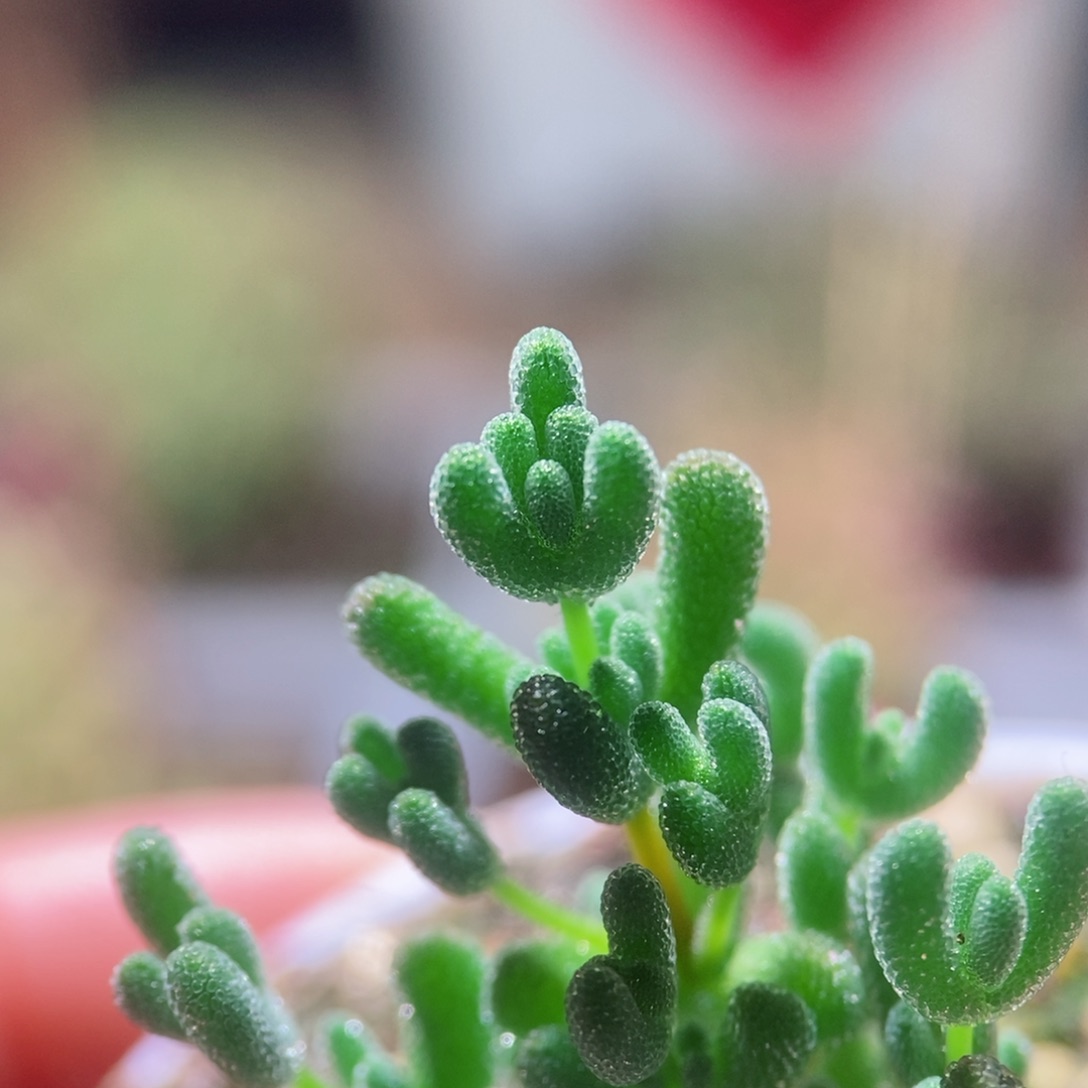 奔驰莱斯带盆土发货一物一拍