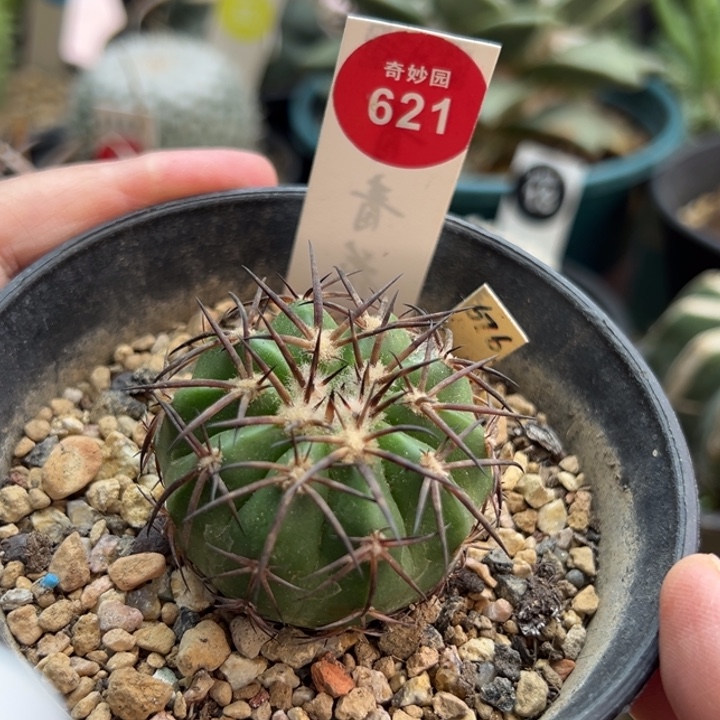 实生黑刺铃木圆盘玉4.2cm