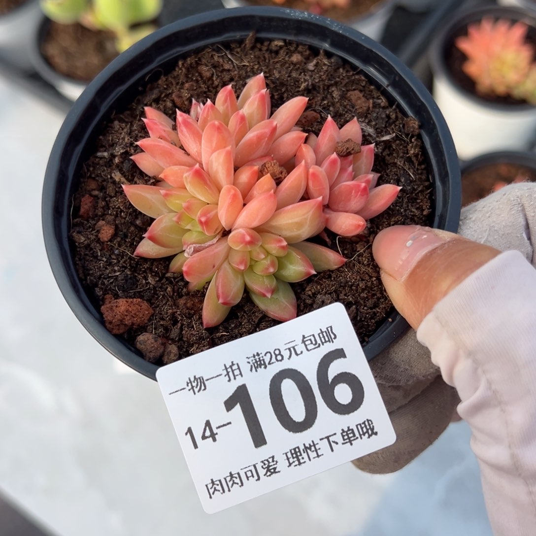 甲骨文多肉多肉多肉多肉