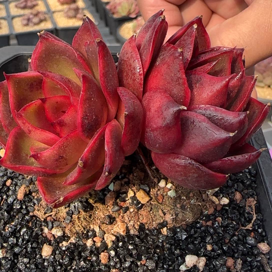 从前慢花园精选红灯双头