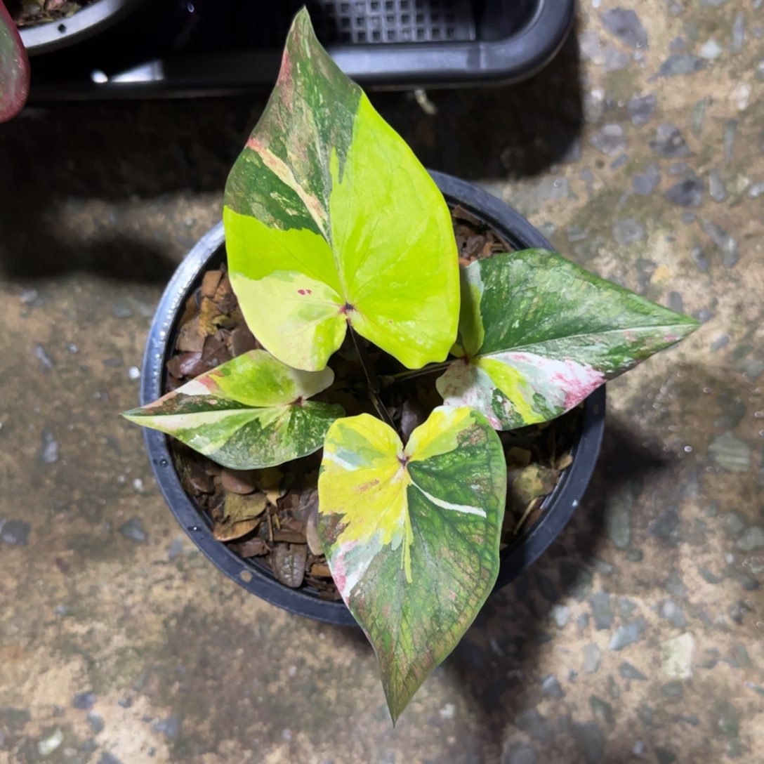 花*嘟51-0828泰国发货月神