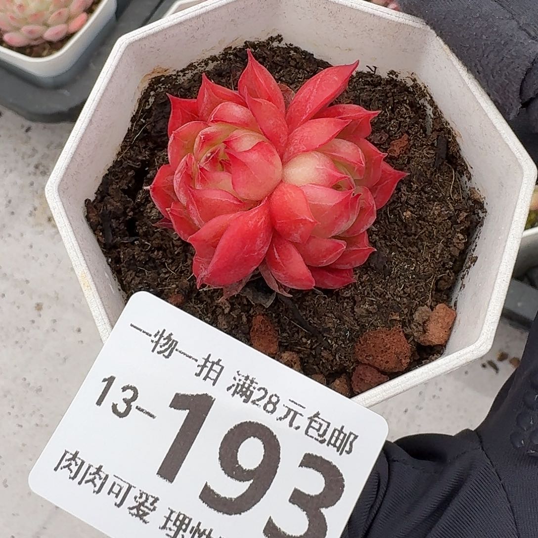 西西里无盆土发货无盆土发货无