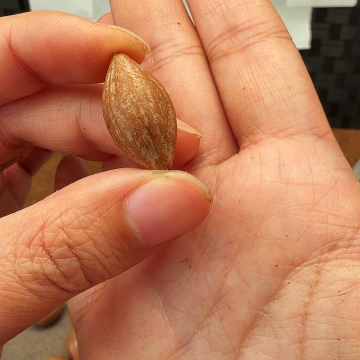 三***斤橄榄核手串/手链橄榄