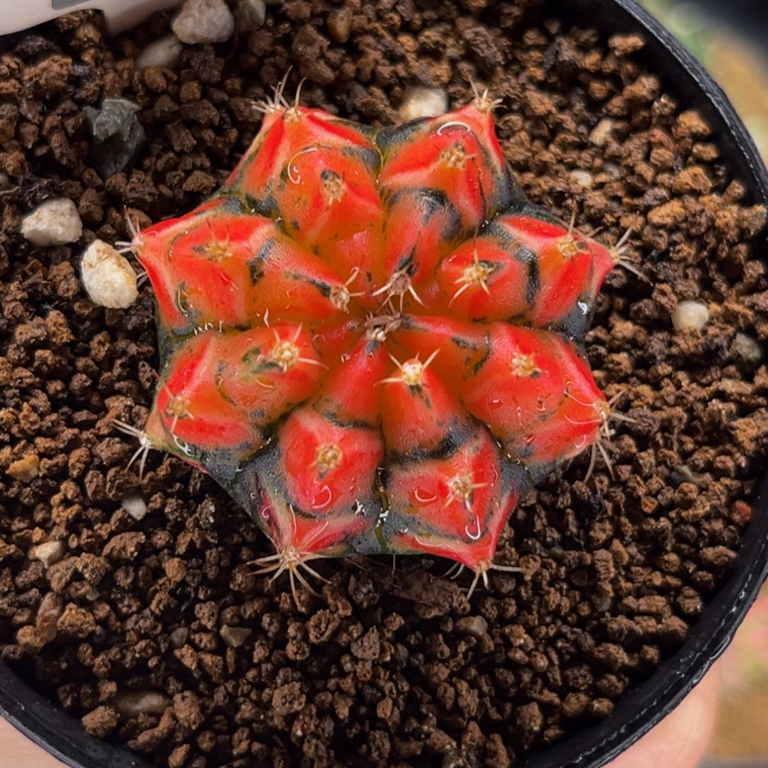 超级橘 幻影骑士 米哈仙人球