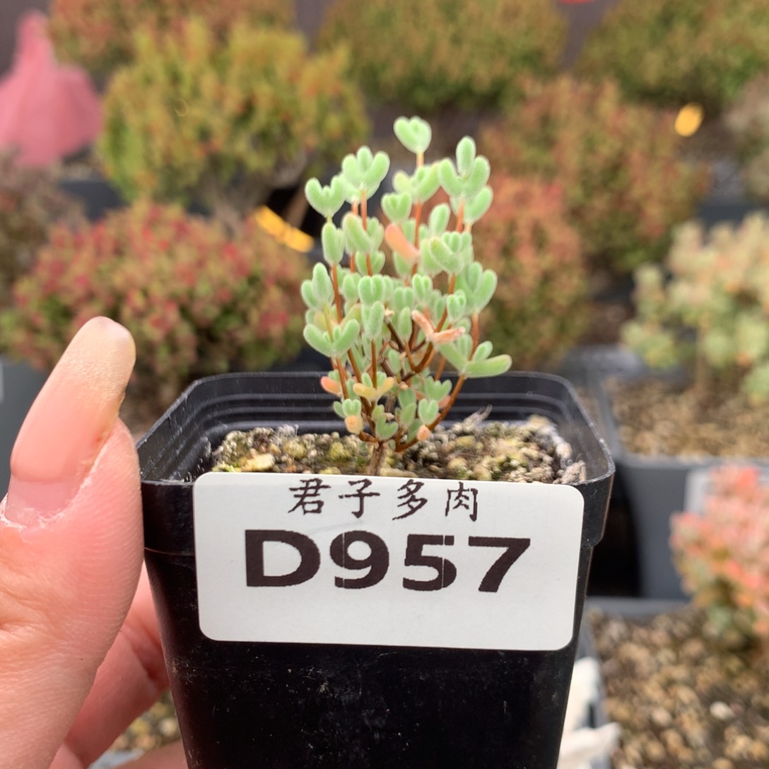 森****?957实生莱斯。          