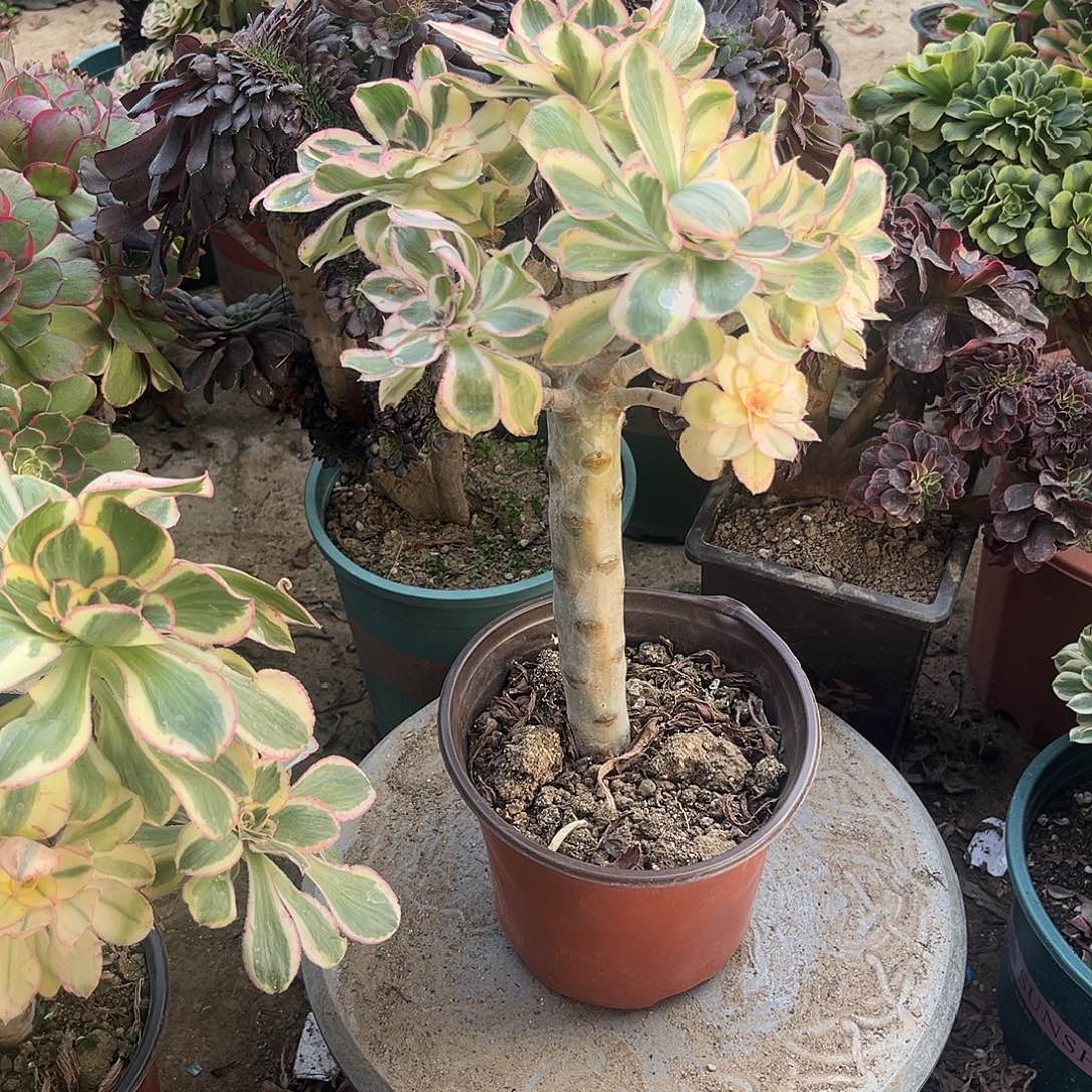 10燕姿无主头法师多肉植物