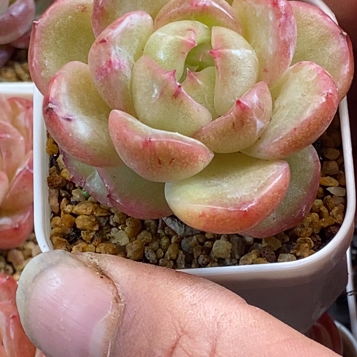 天官赐福百无禁忌