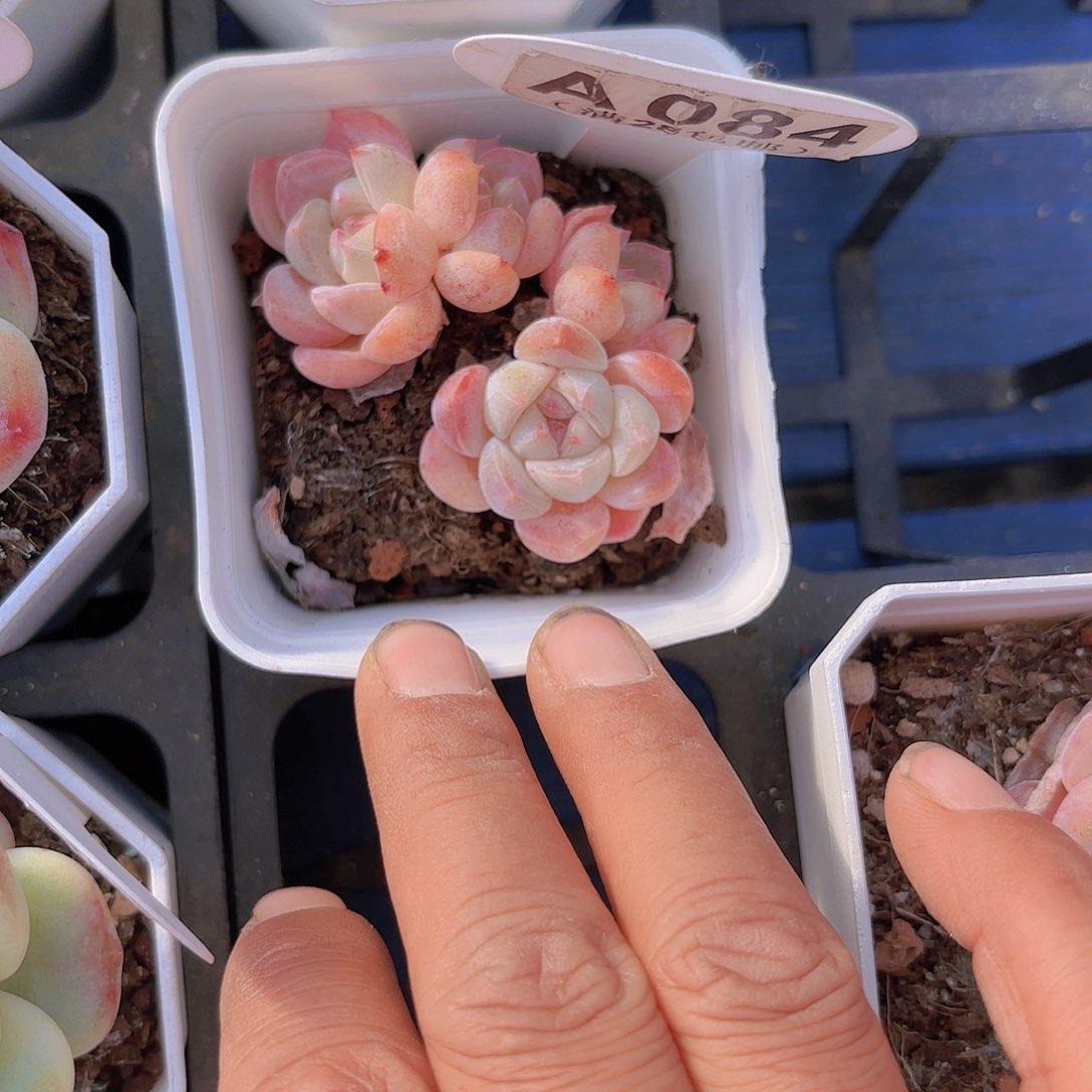 A084香妃群一物一拍