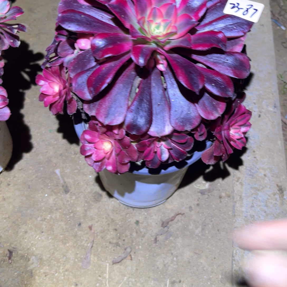 12-23-87美杜莎法师锦