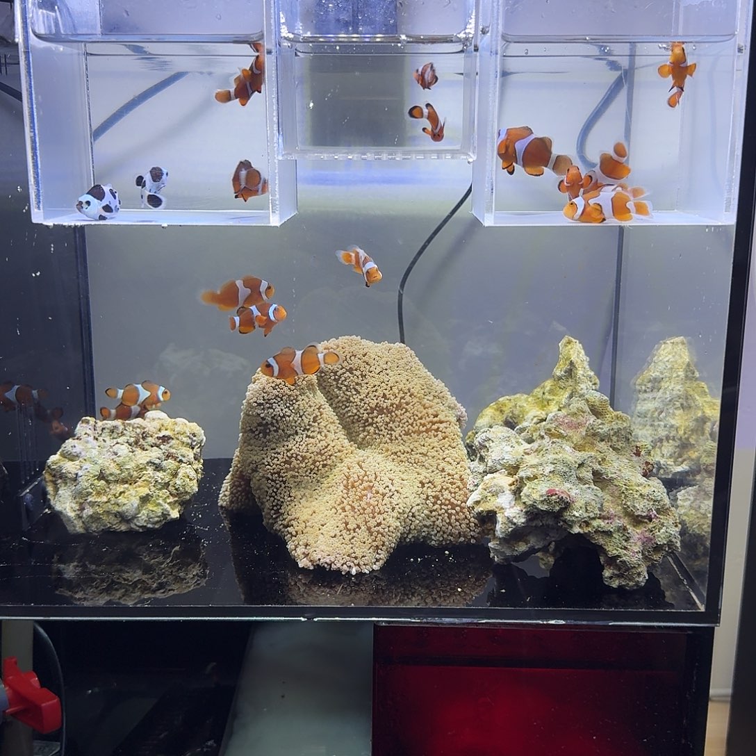 海水鱼六条开缸练手鱼包邮包损