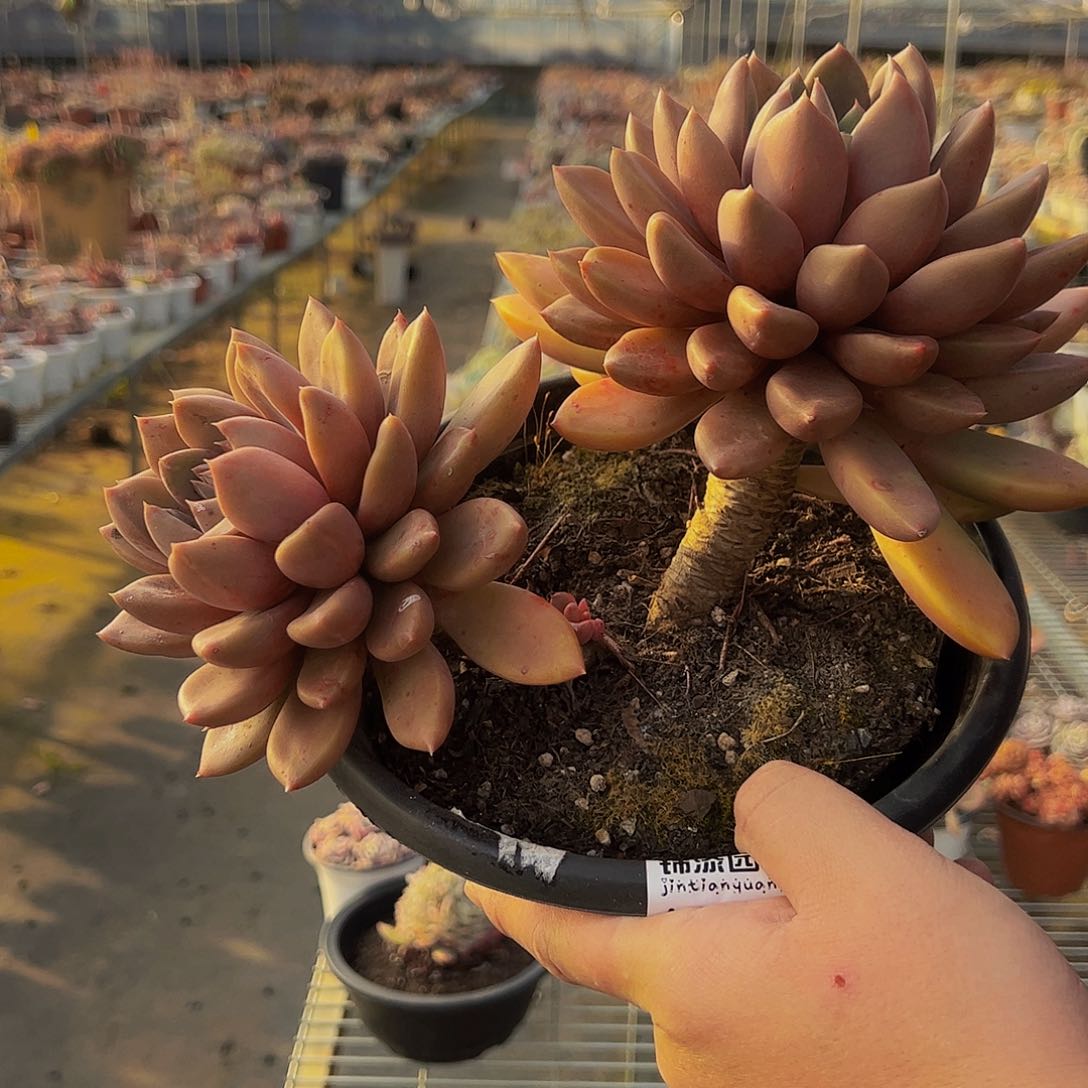 黄金象牙大双头多肉