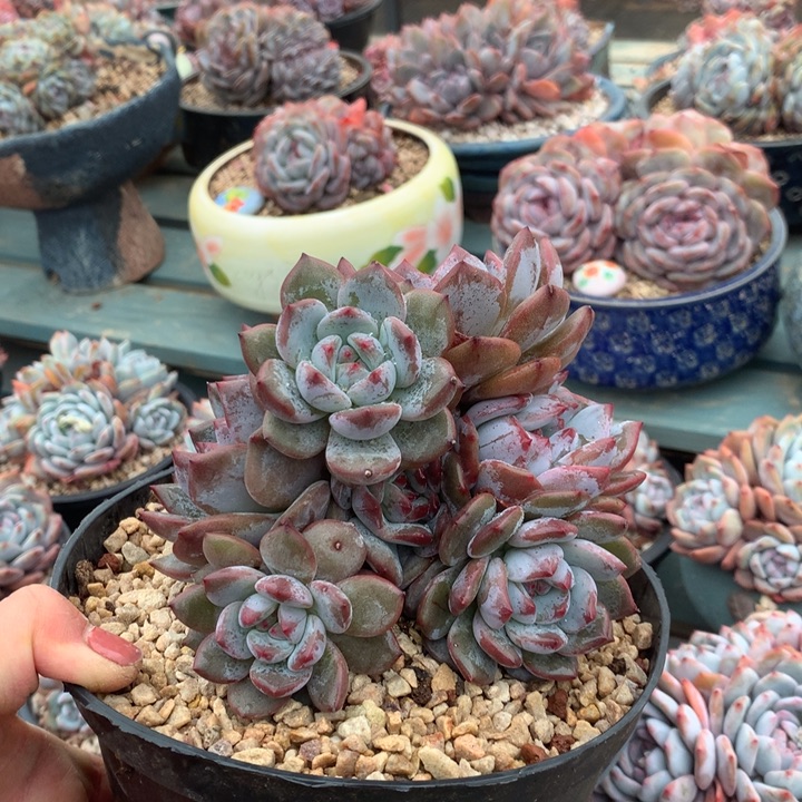 花花花花花花花花花花花