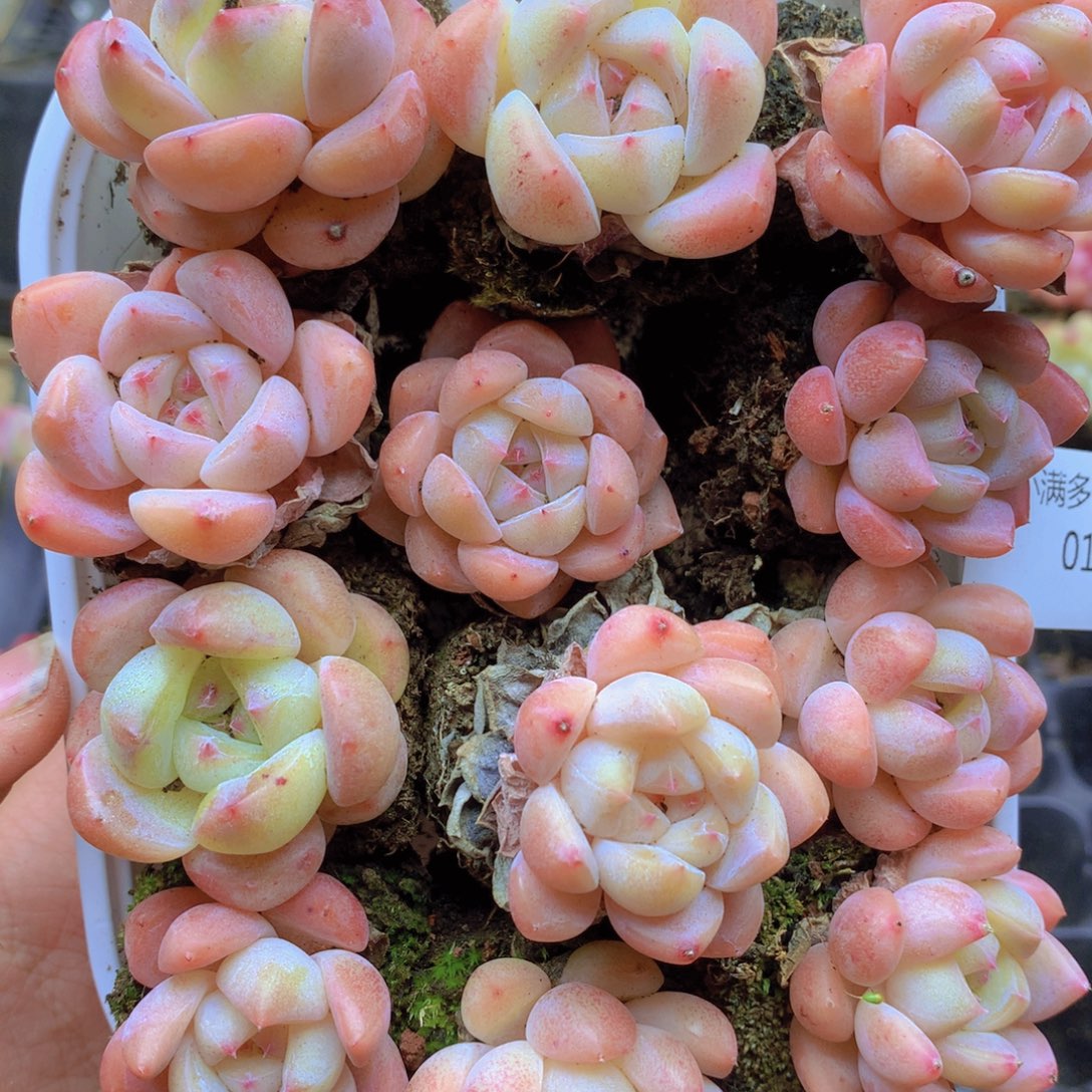 我要去买东西吃啊018