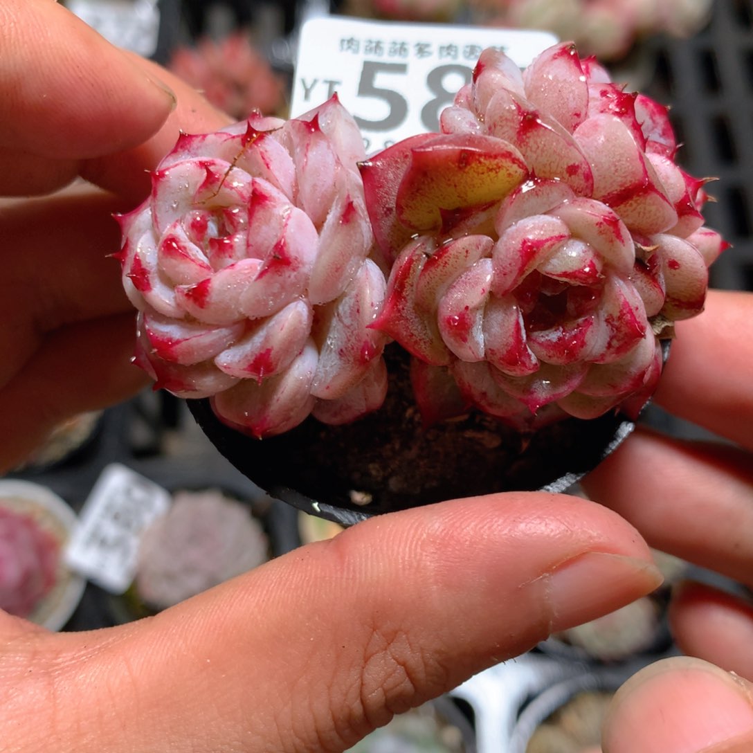 八****姐5CM拇指盆精控多肉YT587奖