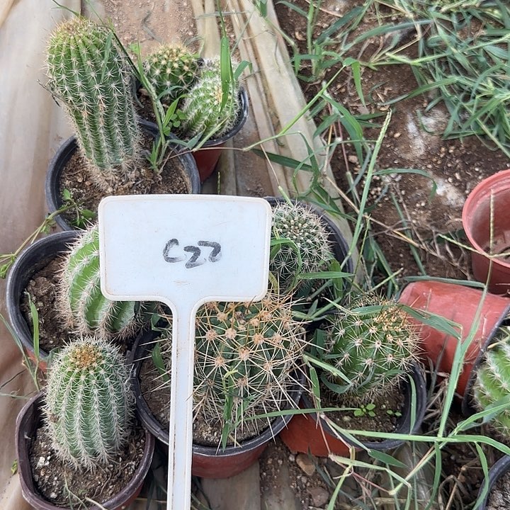 光***张C22毛花柱实生的一组20