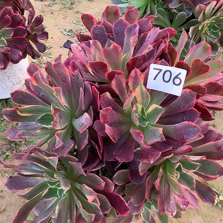 无花朵706金丝缺外