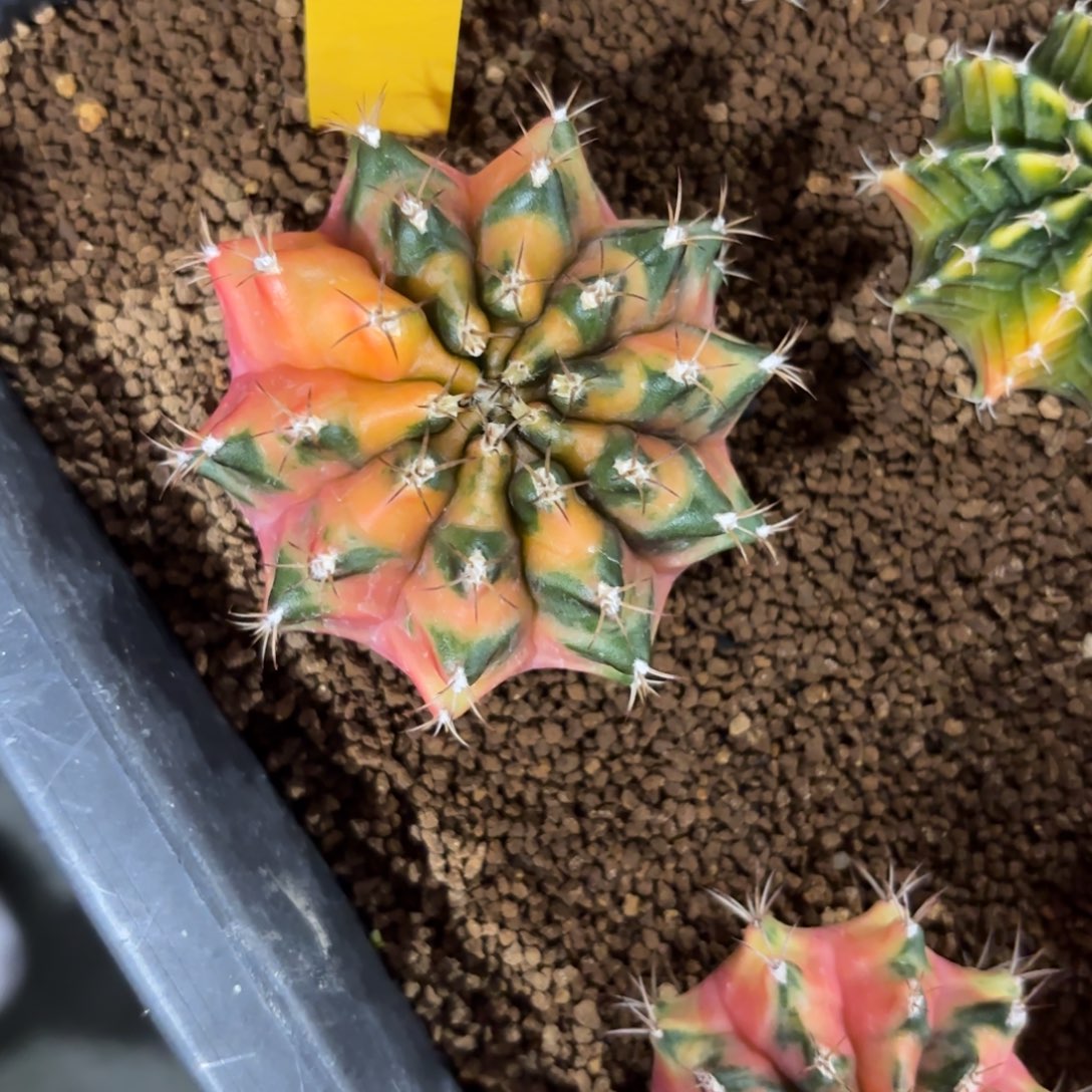 L585-1221泰国发货 糖拐杖